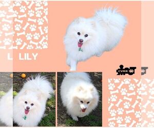 Pomeranian Dogs for adoption in Lindsay, CA, USA