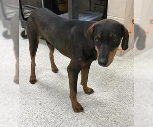 Doberman Pinscher-Unknown Mix Dogs for adoption in Conroe, TX, USA