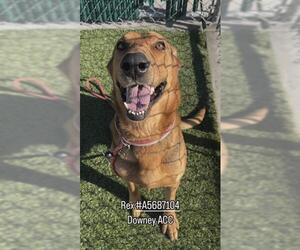 German Shepherd Dog Dogs for adoption in Downey, CA, USA