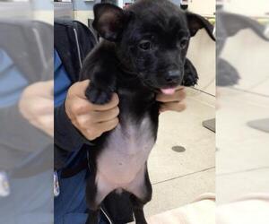 Chihuahua Dogs for adoption in Riverside, CA, USA