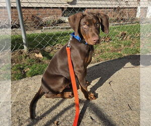 Doberman Pinscher Dogs for adoption in Aurora, OH, USA