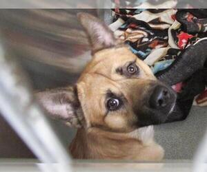 German Shepherd Dog-Unknown Mix Dogs for adoption in Orange, CA, USA