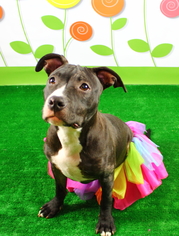 American Pit Bull Terrier-Unknown Mix Dogs for adoption in Fredericksburg, VA, USA