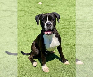 Boxer Dogs for adoption in Austin, TX, USA