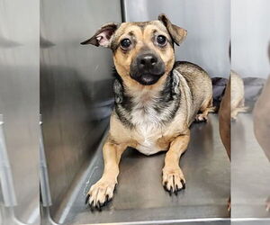 Rat-Cha Dogs for adoption in Elmsford, NY, USA