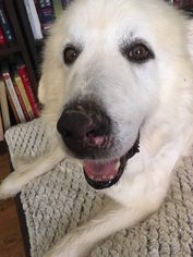 Great Pyrenees Dogs for adoption in Lewistown, PA, USA