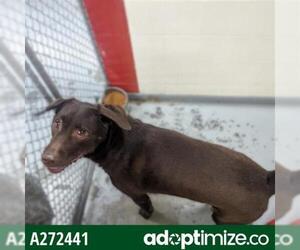 Lab-Pointer Dogs for adoption in Anchorage, AK, USA