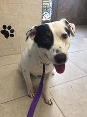 Mutt Dogs for adoption in Del Rio, TX, USA