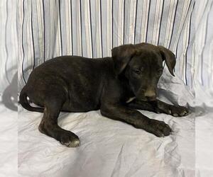 American Pit Bull Terrier-Unknown Mix Dogs for adoption in Modesto, CA, USA