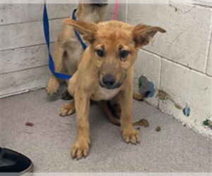 Mutt Dogs for adoption in San Bernardino, CA, USA