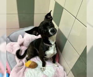 Chihuahua Dogs for adoption in Salinas, CA, USA