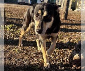 Gerberian Shepsky Dogs for adoption in Placerville, CA, USA