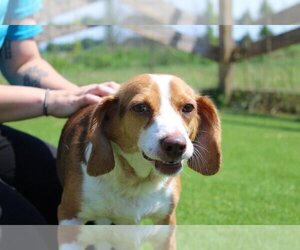 Beagle-Unknown Mix Dogs for adoption in Chestertown, MD, USA