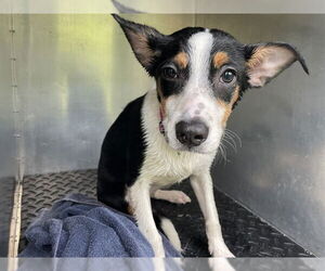 Rat Terrier-Toy Fox Terrier Mix Dogs for adoption in Lee's Summit, MO, USA