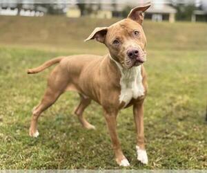 American Pit Bull Terrier Dogs for adoption in St. Cloud, FL, USA