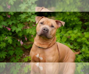 American Pit Bull Terrier-Unknown Mix Dogs for adoption in Binghamton, NY, USA