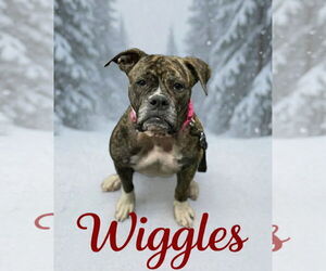 Boxer-Unknown Mix Dogs for adoption in Dumont, NJ, USA