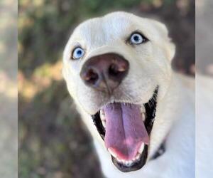 Great Pyrenees-Huskies Mix Dogs for adoption in Texas City, TX, USA