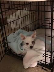 Chihuahua Dogs for adoption in Newport, KY, USA