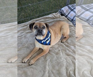 Boxer-Unknown Mix Dogs for adoption in El Centro, CA, USA