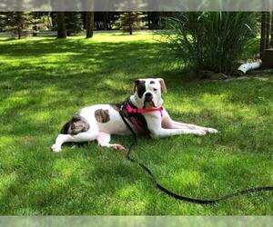 American Bulldog Dogs for adoption in Newtown, PA, USA