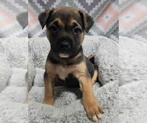 German Shepherd Dog-Unknown Mix Dogs for adoption in Lakewood, CO, USA
