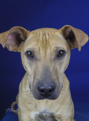 Mountain Cur-Unknown Mix Dogs for adoption in Tupelo, MS, USA