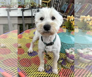 Mutt Dogs for adoption in Sioux Falls, SD, USA