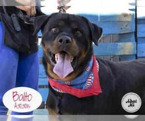 Rottweiler Dogs for adoption in Stockton, CA, USA
