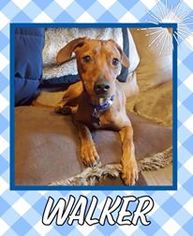 Dachshund Dogs for adoption in Great Bend, KS, USA