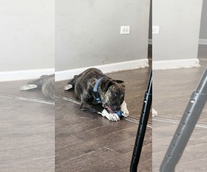 Mutt Dogs for adoption in Hinckley, IL, USA