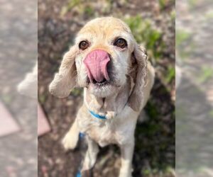 Cocker Spaniel Dogs for adoption in Arlington, VA, USA