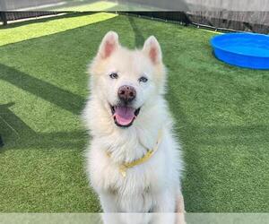 Siberian Husky Dogs for adoption in Orange, CA, USA