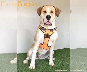 Mastiff-Unknown Mix Dogs for adoption in San Diego, CA, USA