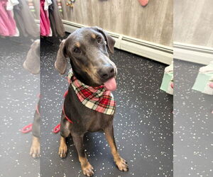 Doberman Pinscher Dogs for adoption in Buffalo, MN, USA