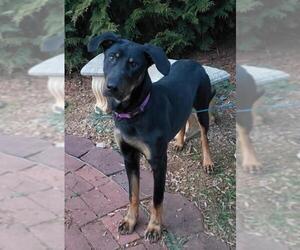 Doberman Pinscher-Labrador Retriever Mix Dogs for adoption in Sumter, SC, USA