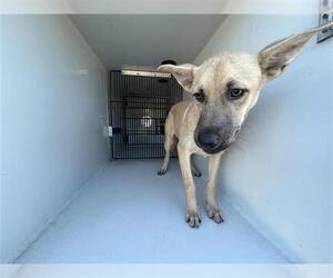 German Shepherd Dog Dogs for adoption in Houston, TX, USA