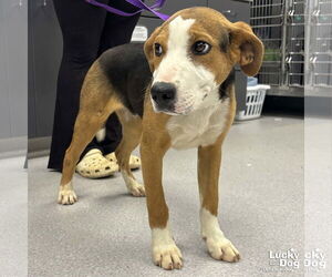Mutt Dogs for adoption in Washington, DC, USA
