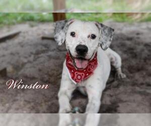 Pointer Dogs for adoption in Sanford, FL, USA