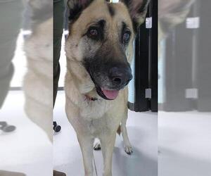 German Shepherd Dog Dogs for adoption in Temple, TX, USA