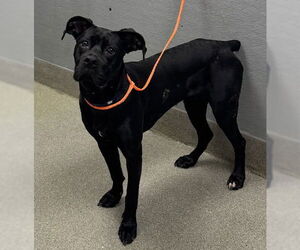 Mutt Dogs for adoption in Las Vegas, NV, USA