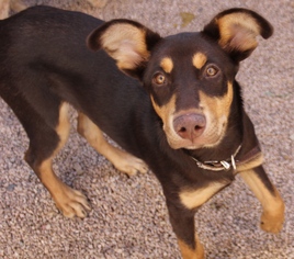 Rotterman Dogs for adoption in phoenix, AZ, USA