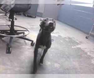 American Staffordshire Terrier Dogs for adoption in Tallahassee, FL, USA