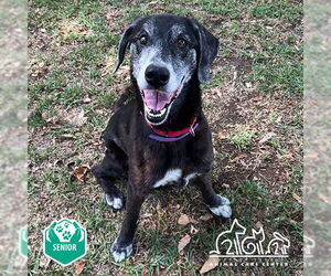 Labrador Retriever-Unknown Mix Dogs for adoption in Irvine, CA, USA