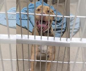 Mutt Dogs for adoption in Decatur, IL, USA