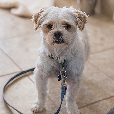 Maltese Dogs for adoption in Kanab, UT, USA