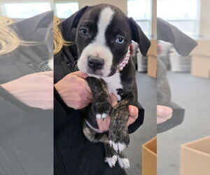 Mutt Dogs for adoption in Clarkston, MI, USA