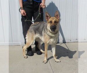 German Shepherd Dog Dogs for adoption in Louisville, KY, USA