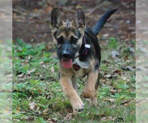 German Shepherd Dog Dogs for adoption in Helena, AL, USA