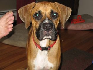 Boxer-Unknown Mix Dogs for adoption in New York, NY, USA